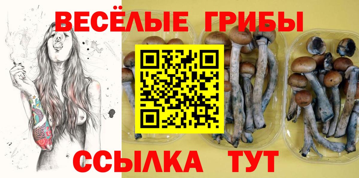 купить наркотики цена  Галлюциногенные грибы Psilocybe  Вход с VPN  Севастополь 